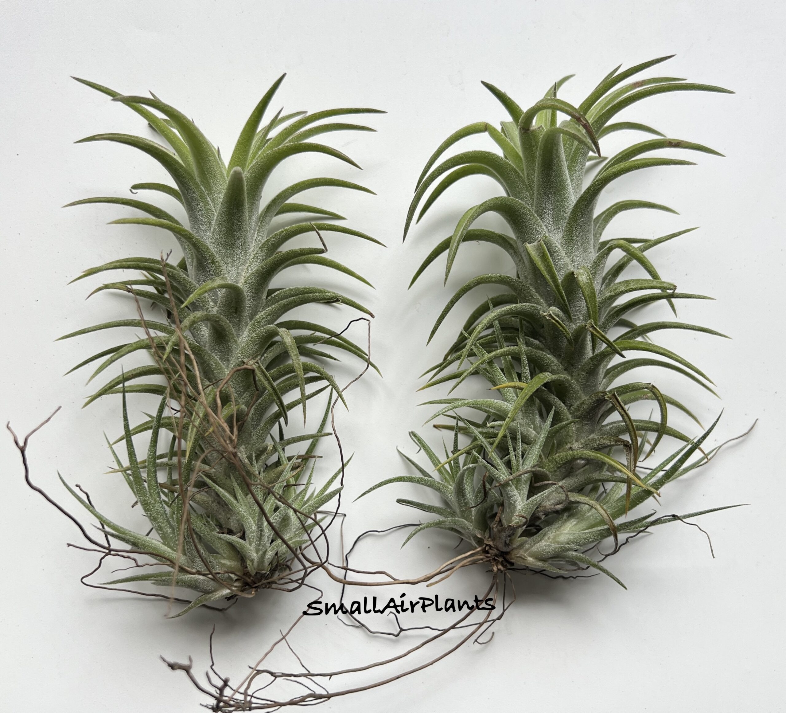 Vanhyningii Green Dragon L