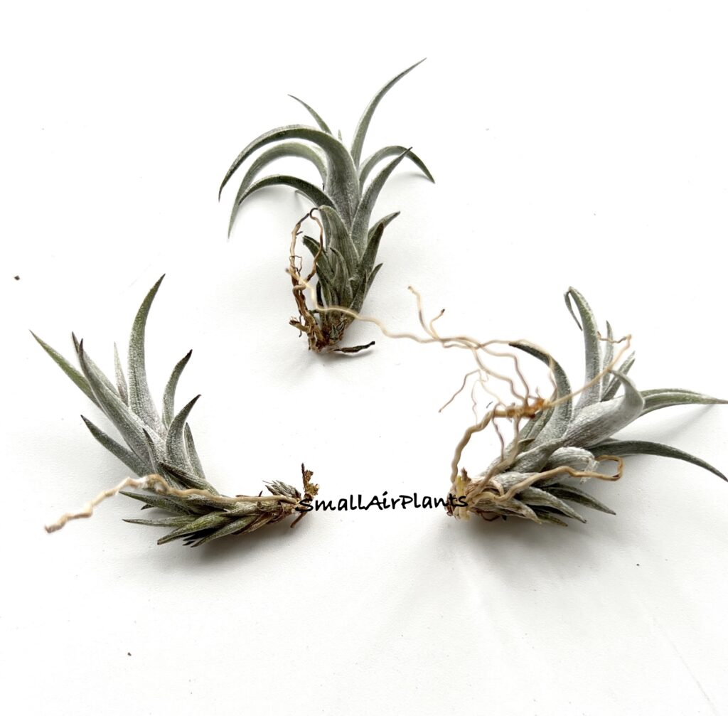 Купить «Xiphioides x Albertiana» в интернет-магазине Smallairplants
