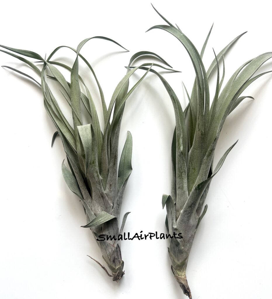 Купить «Capitata Yellow x Novakii (Monstrose)» в интернет-магазине Smallairplants