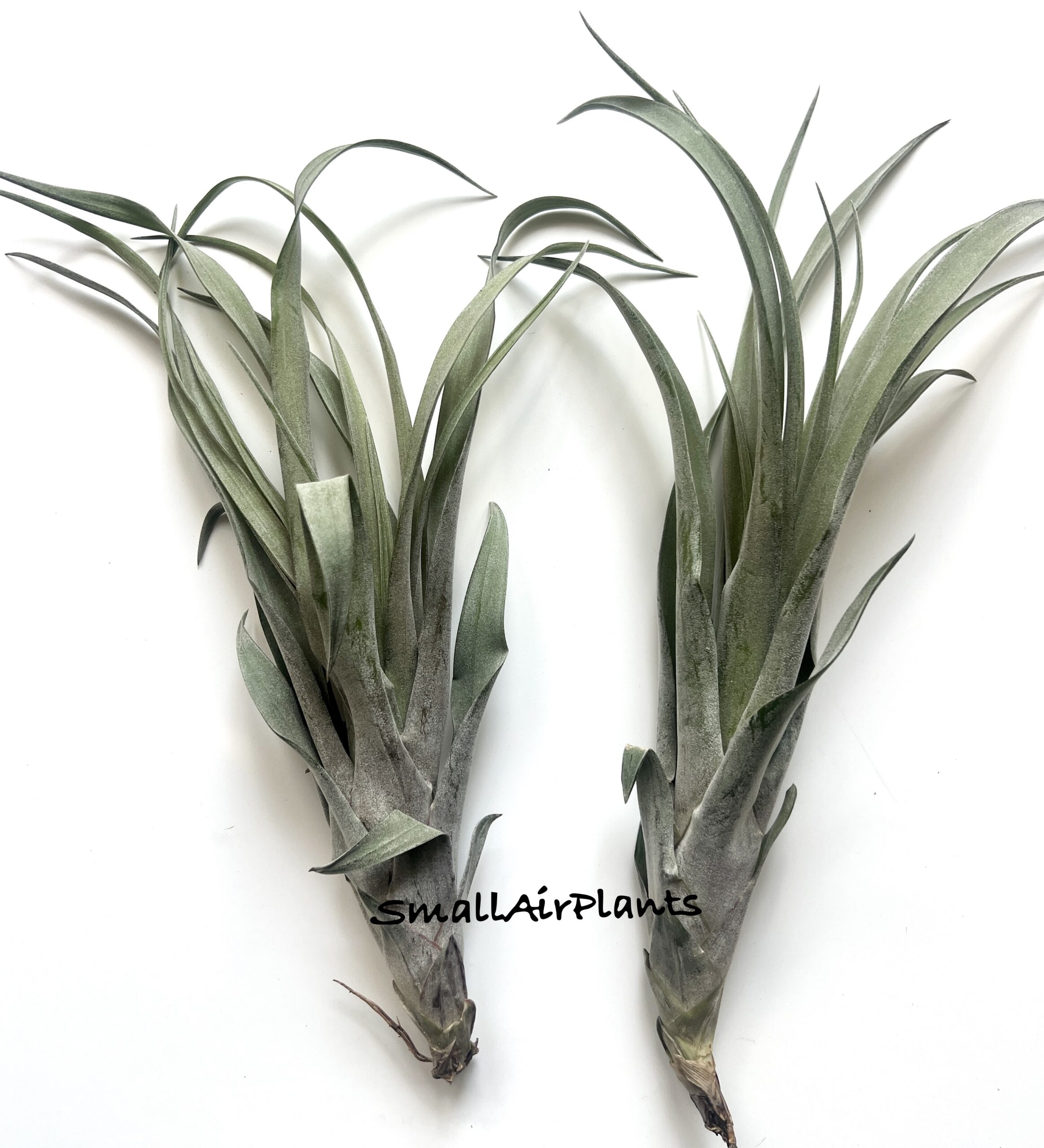 Capitata Yellow x Novakii (Monstrose)