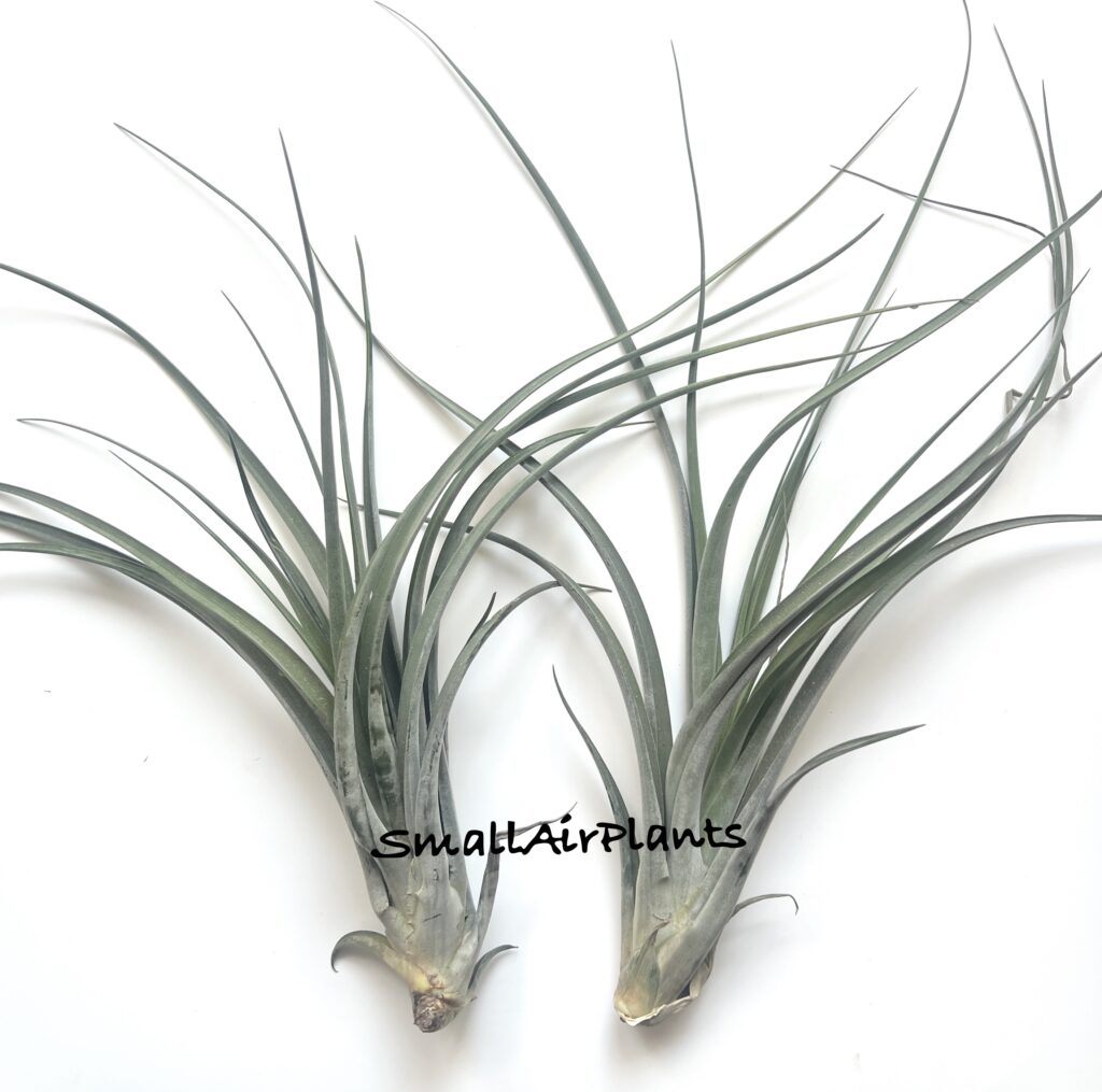 Купить «Concolor & Caput Medusae» в интернет-магазине Smallairplants