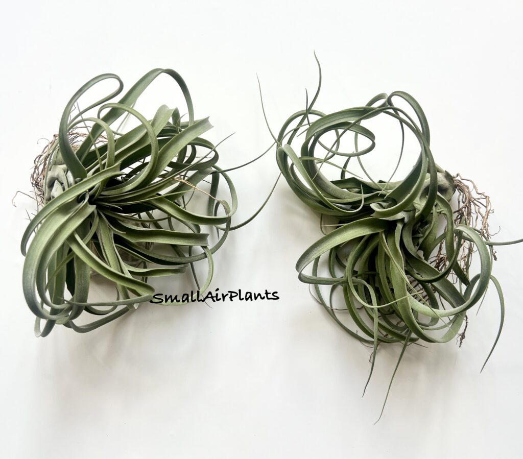 Купить «Elisa (Concolor x Streptophylla)» в интернет-магазине Smallairplants