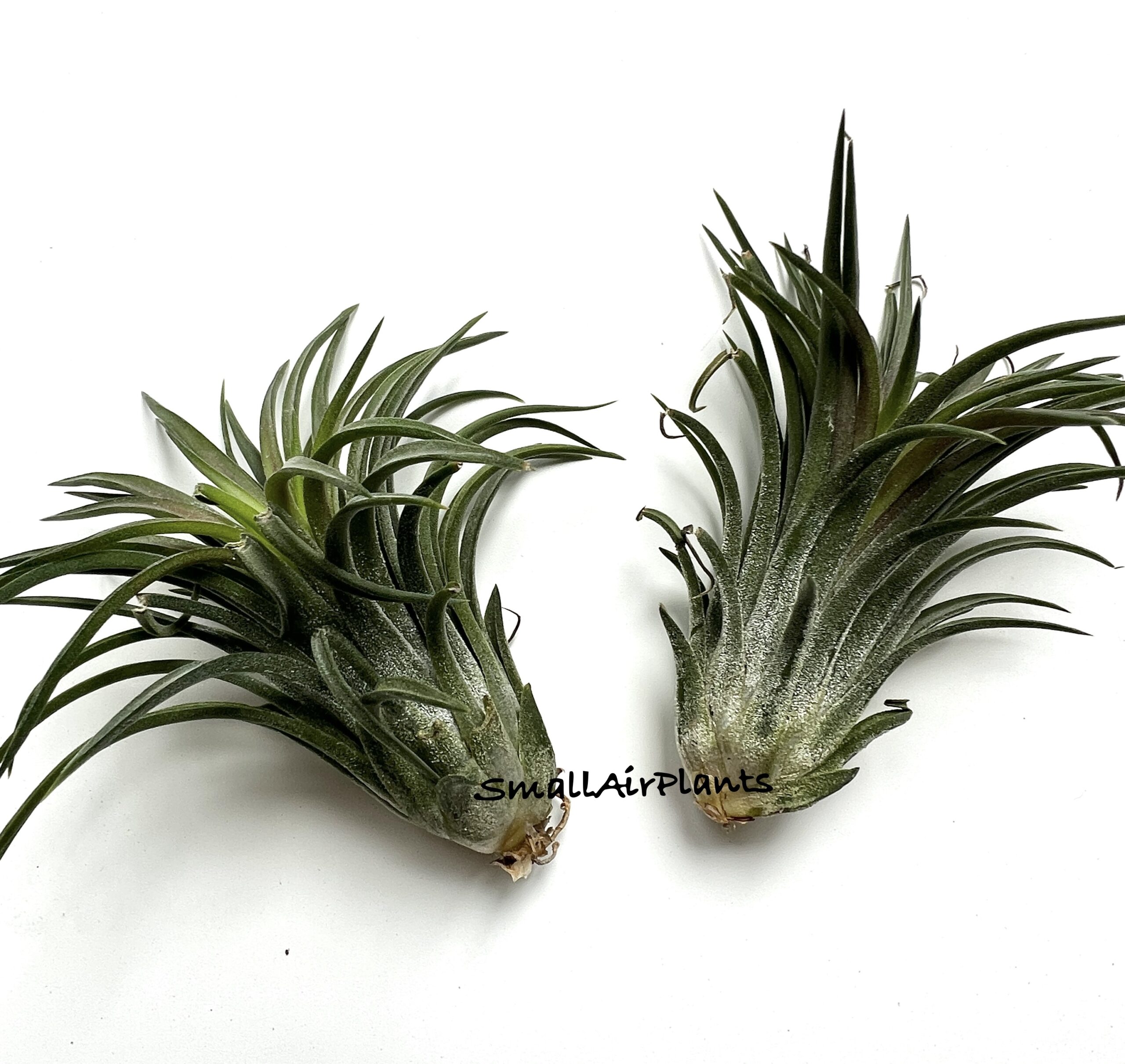 Ionantha Inner Red