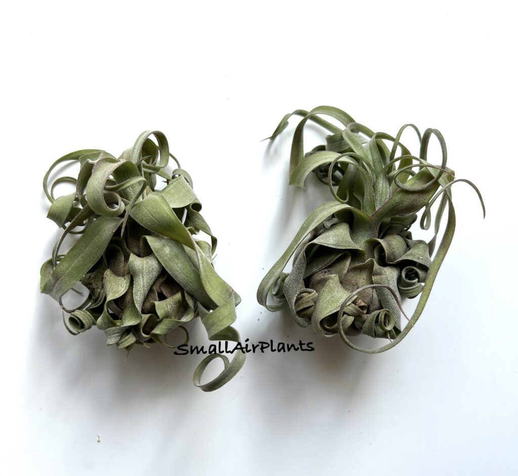 Купить «Streptophylla M» в интернет-магазине Smallairplants