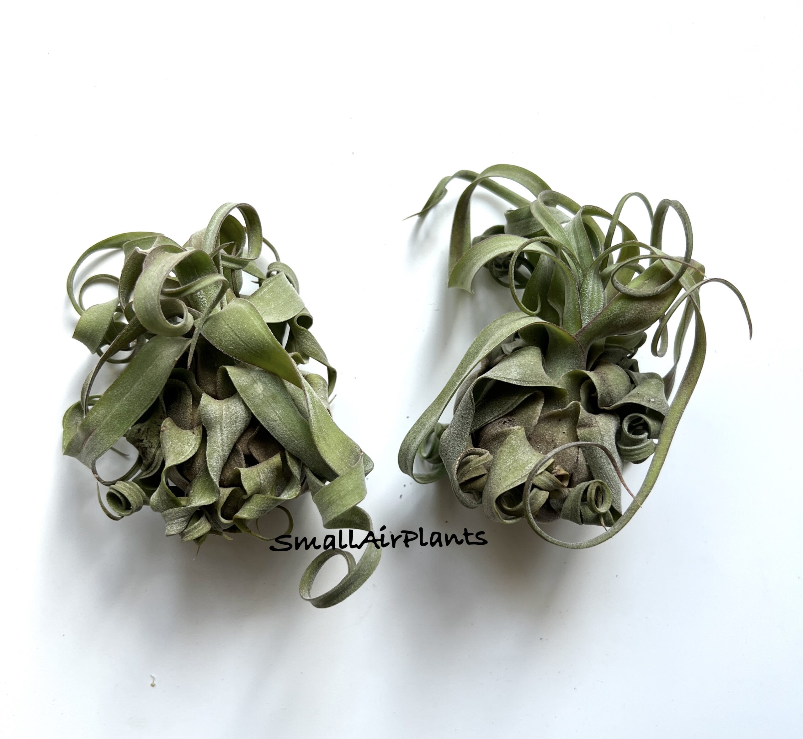 Streptophylla M