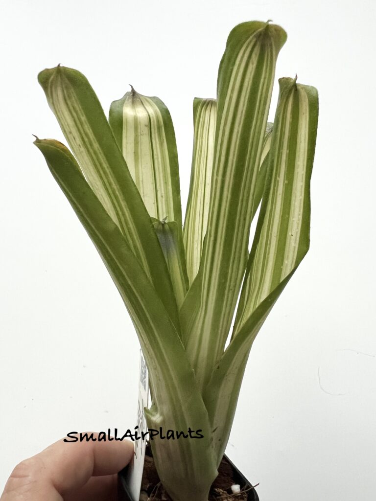 Купить «Aechmea Alaya» в интернет-магазине Smallairplants