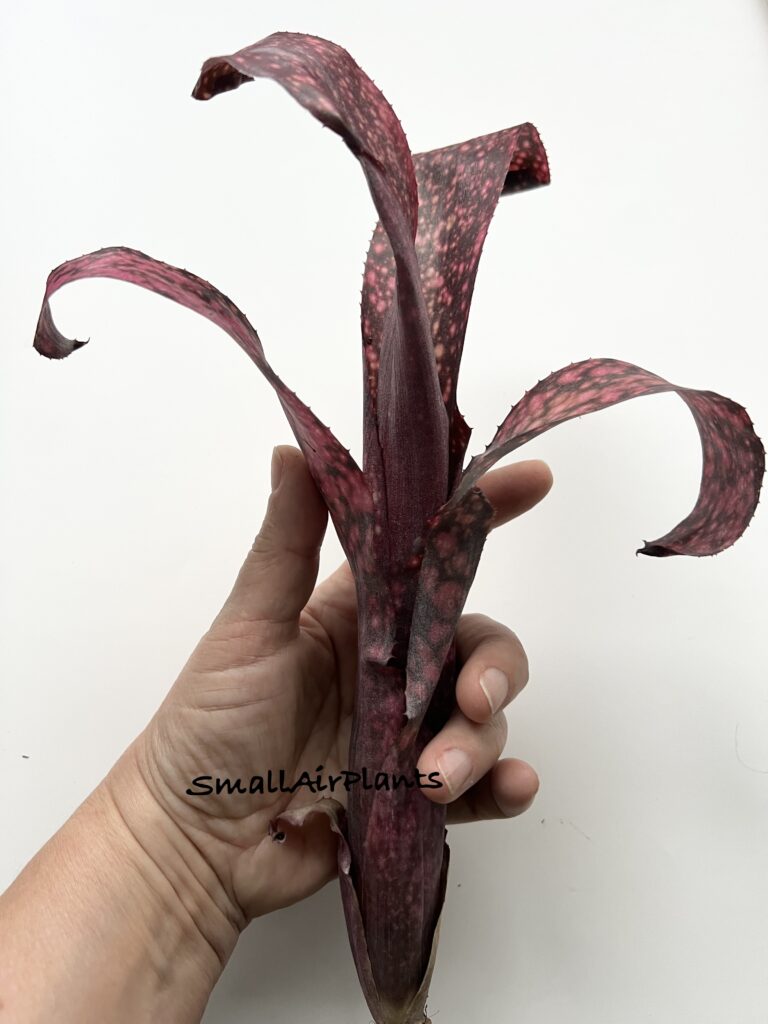 Купить «Billbergia Cherry Bomb» в интернет-магазине Smallairplants