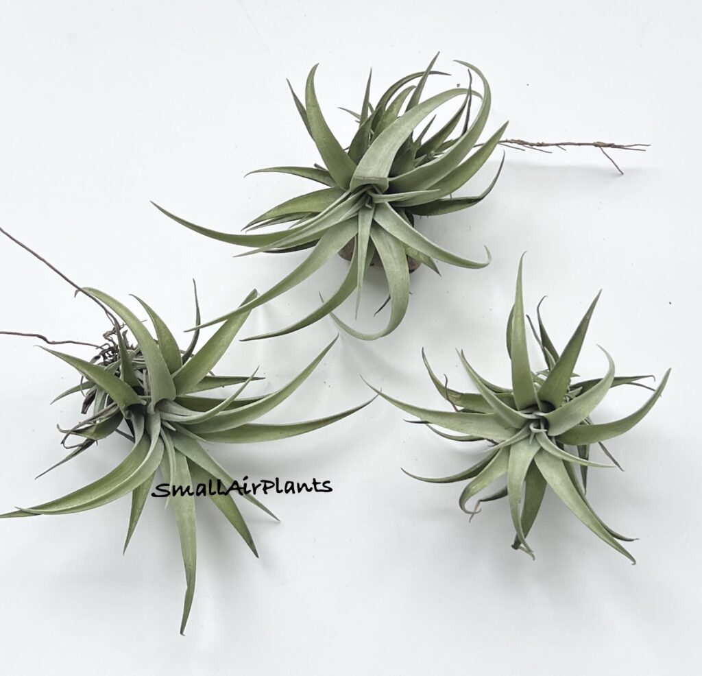 Купить «Capitata Silver Rose XS» в интернет-магазине Smallairplants