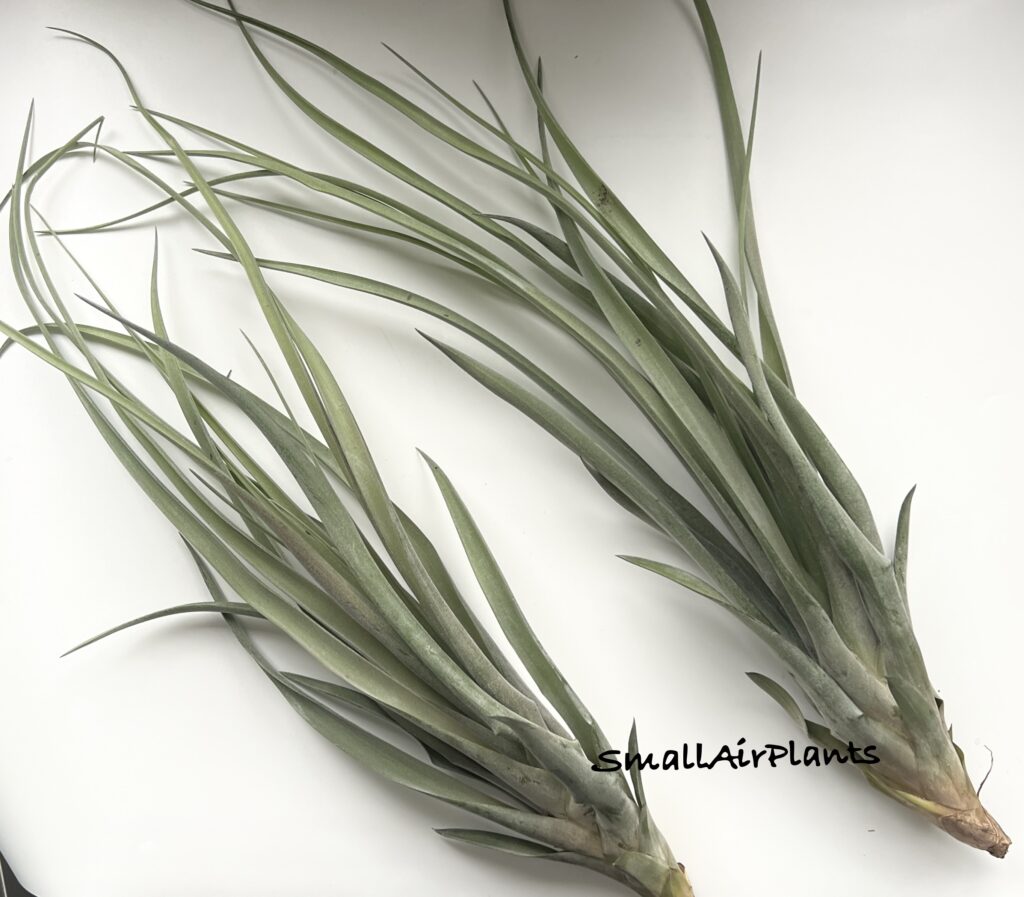 Купить «Capitata Yellow x Novakii (Monstrose) XL» в интернет-магазине Smallairplants
