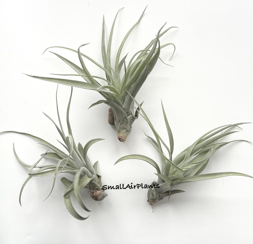 Купить «Harrisii hybrid» в интернет-магазине Smallairplants