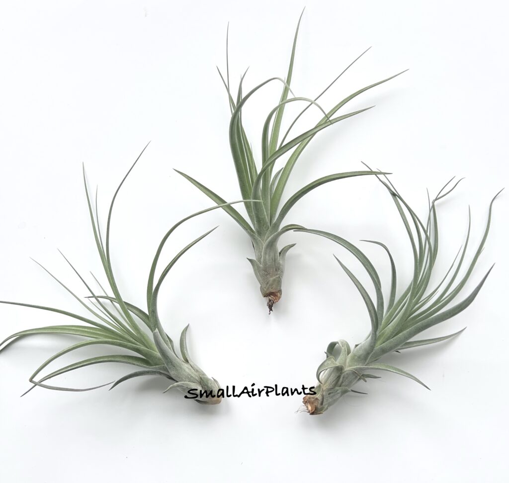 Купить «Heidi Gulz (Exserta x Streptophylla)» в интернет-магазине Smallairplants