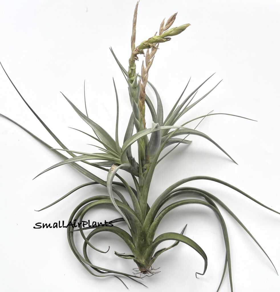 Купить «Impression Perfection + pups (Albida x Concolor)» в интернет-магазине Smallairplants