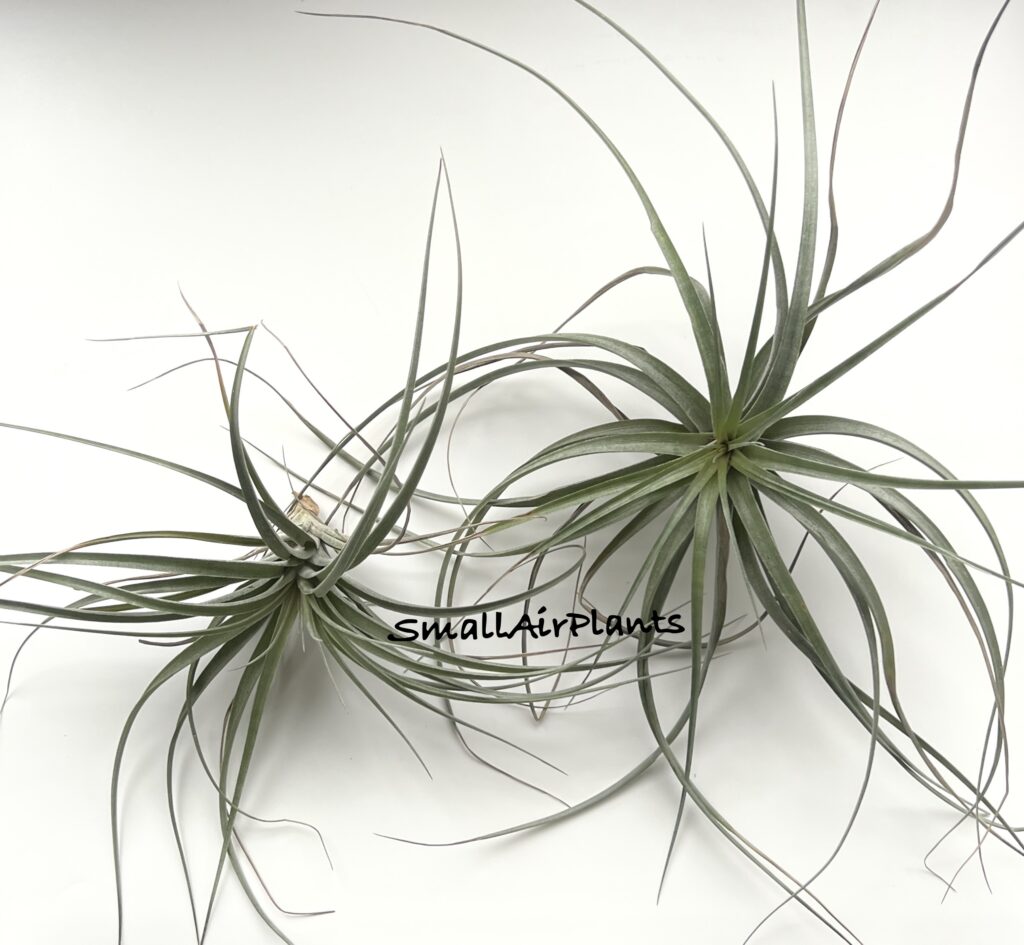Купить «Ixioides x Stricta» в интернет-магазине Smallairplants