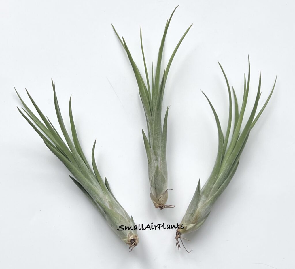Купить «Mudlo (Intermedia & Ionantha)» в интернет-магазине Smallairplants