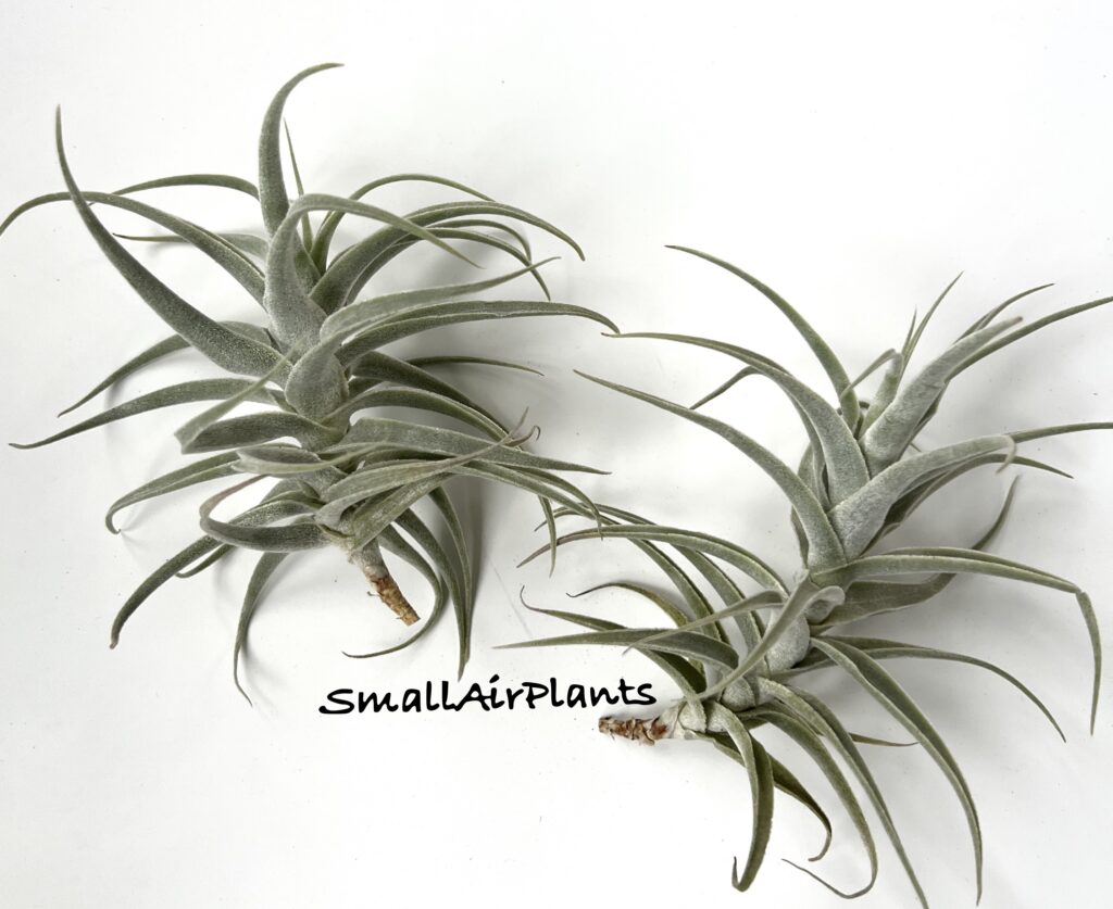 Купить «Purpurea M» в интернет-магазине Smallairplants