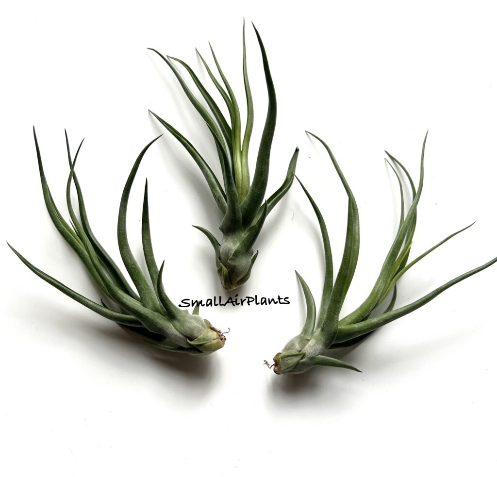 Купить «Showtime x Streptophylla М» в интернет-магазине Smallairplants